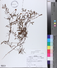 Mimosa strigillosa image