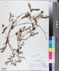 Mimosa strigillosa image