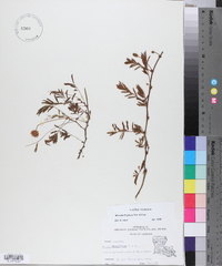 Mimosa strigillosa image