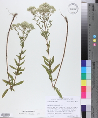 Eupatorium altissimum image