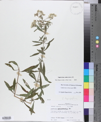 Eupatorium semiserratum image