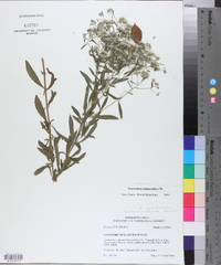 Eupatorium semiserratum image