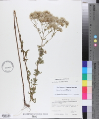 Eupatorium mohrii image