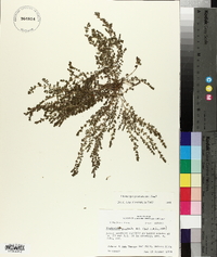 Euphorbia prostrata image