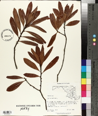 Myrica cerifera image