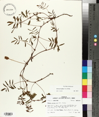 Mimosa strigillosa image