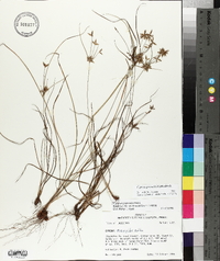 Cyperus grayioides image