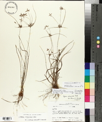 Cyperus grayioides image