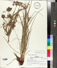 Cyperus grayioides image
