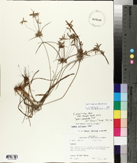 Cyperus grayioides image