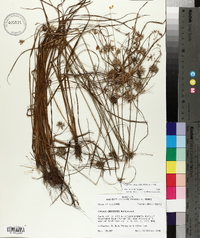 Cyperus grayioides image