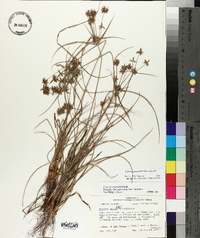 Cyperus grayioides image