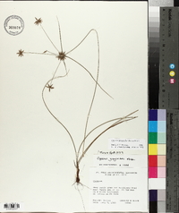 Cyperus grayioides image