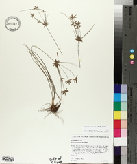 Cyperus grayioides image