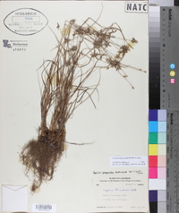 Cyperus grayioides image
