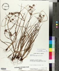 Cyperus grayioides image