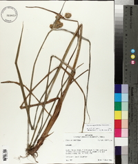 Cyperus cephalanthus image