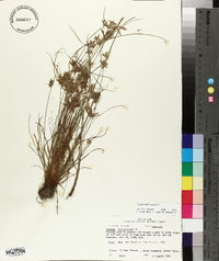 Cyperus flavescens image