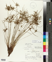 Cyperus flavescens image