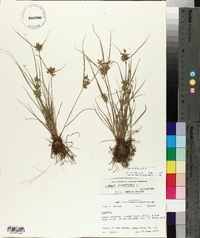 Cyperus flavescens image