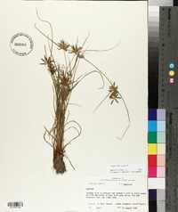 Cyperus flavescens image