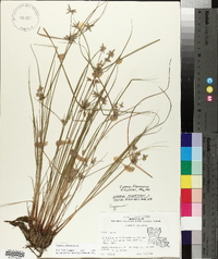 Cyperus flavescens image