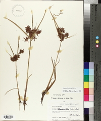 Cyperus flavicomus image