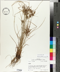 Cyperus filicinus image