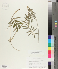 Tephrosia onobrychoides image