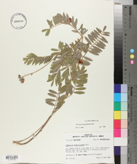 Tephrosia onobrychoides image