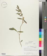 Tephrosia onobrychoides image