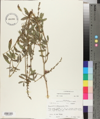 Tephrosia onobrychoides image