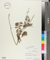Tephrosia onobrychoides image