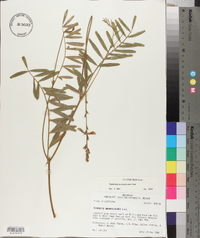 Tephrosia onobrychoides image