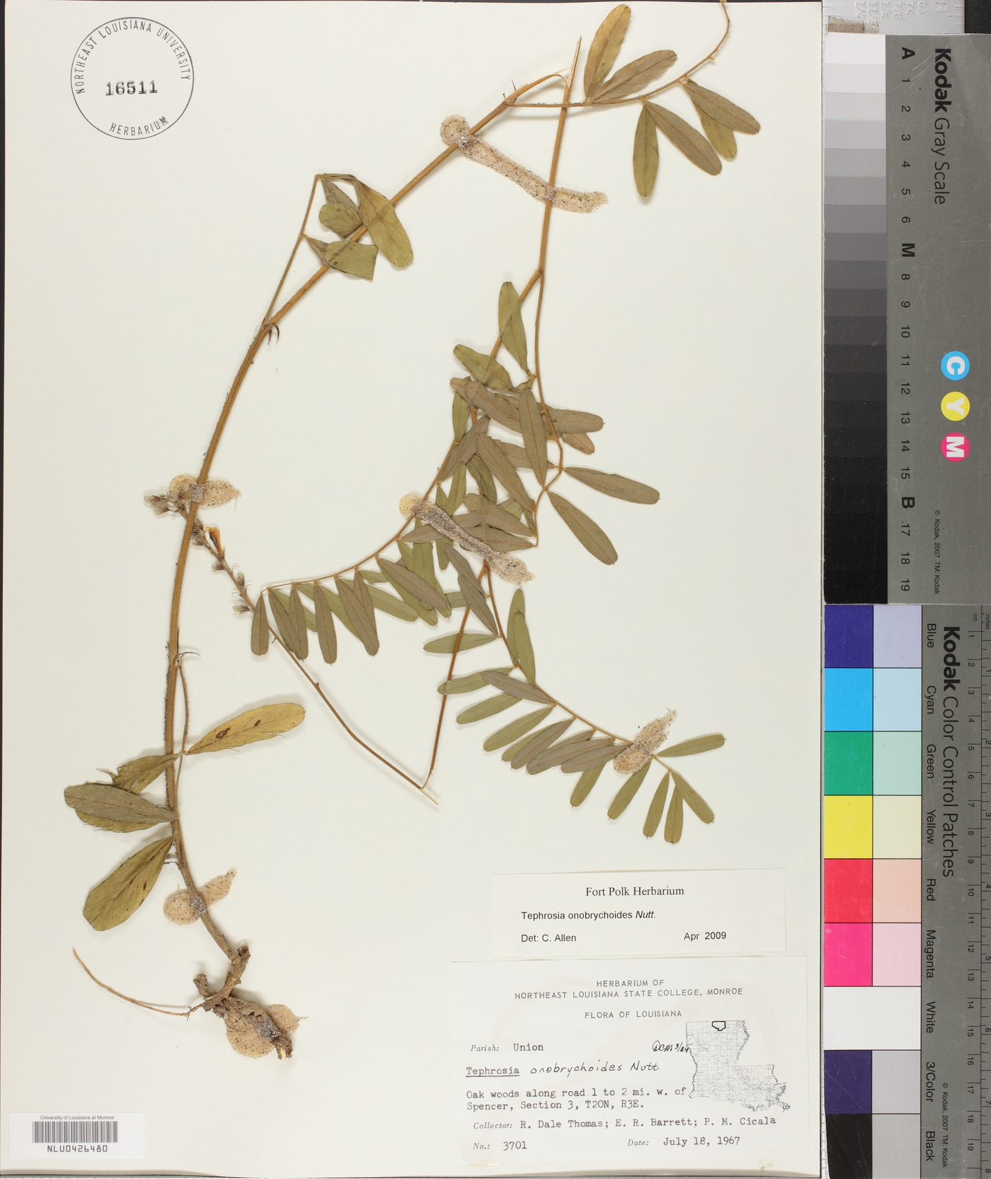 Tephrosia onobrychoides image