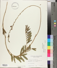 Tephrosia onobrychoides image