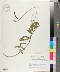 Tephrosia onobrychoides image