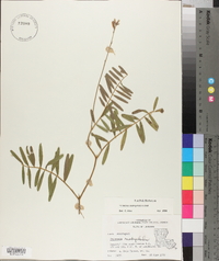 Tephrosia onobrychoides image