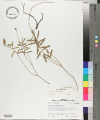 Tephrosia onobrychoides image