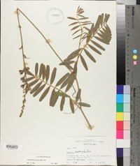 Tephrosia onobrychoides image