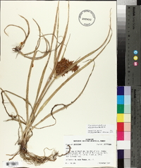 Cyperus esculentus var. macrostachyus image