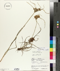 Cyperus ochraceus image