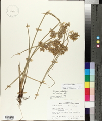 Cyperus ochraceus image