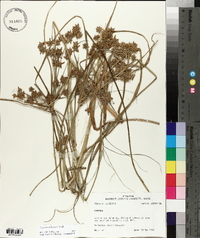 Cyperus ochraceus image