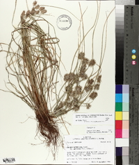 Cyperus retroflexus var. retroflexus image