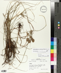 Cyperus retroflexus image