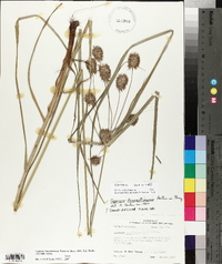 Cyperus lancastriensis image