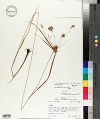 Cyperus lancastriensis image