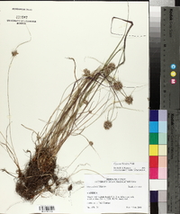 Cyperus filiculmis image