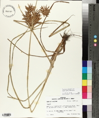 Cyperus esculentus var. macrostachyus image